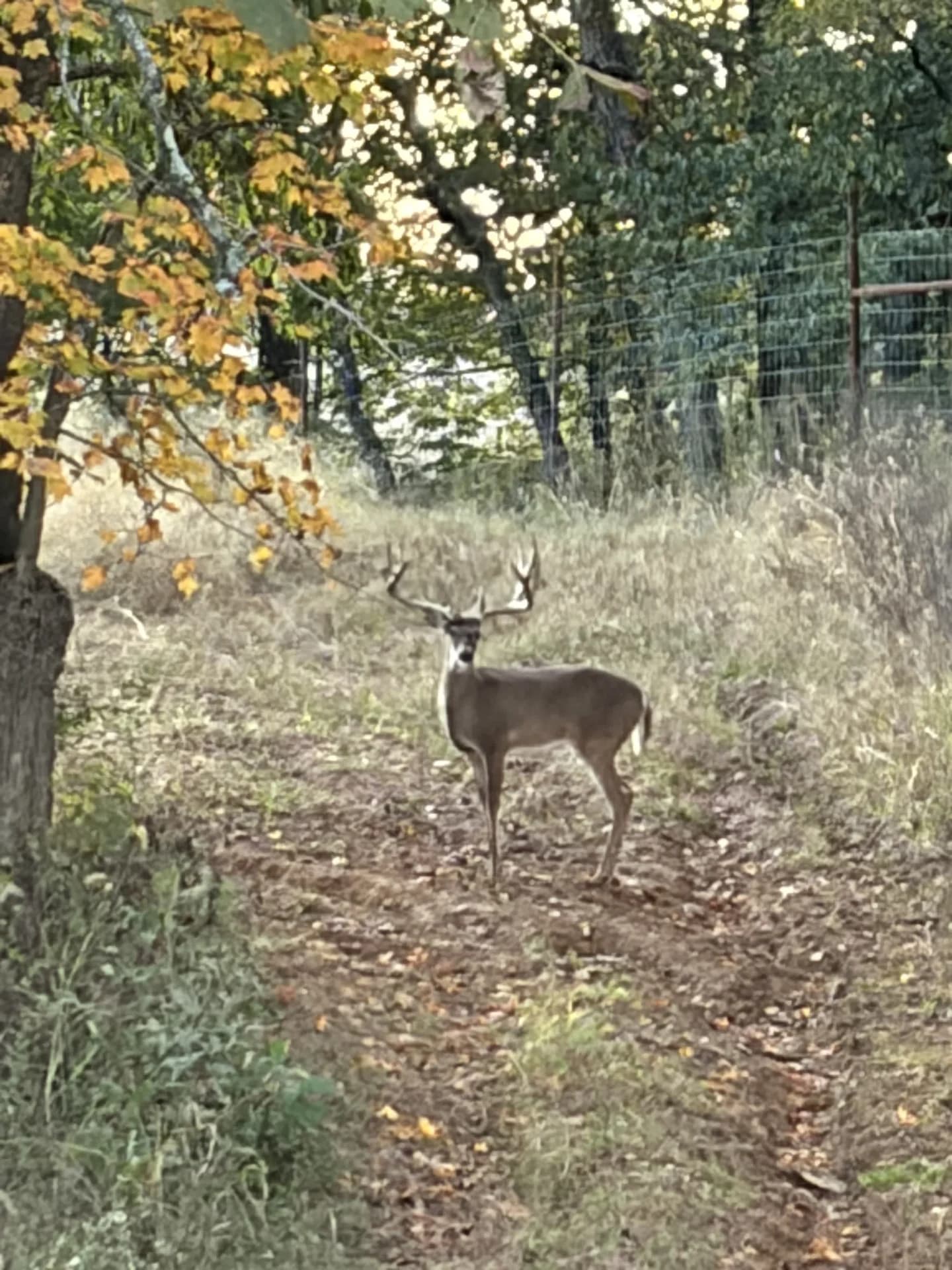 A whitetail standing at the wooded edge of the property