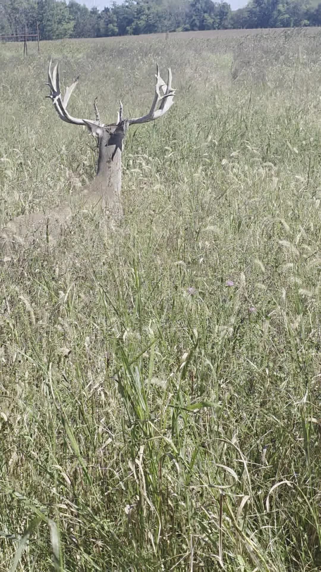 Whitetail buck standing in tall grass